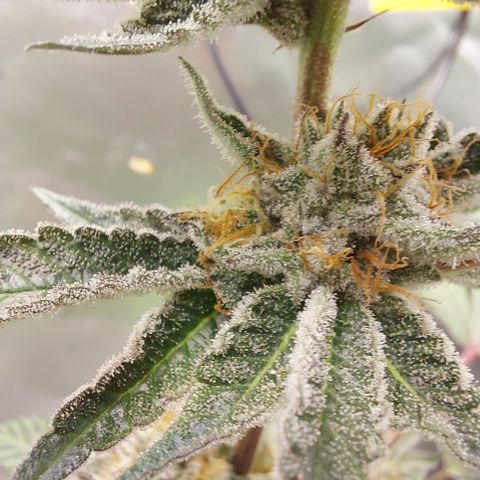 Wedding cake growlog timeline photo