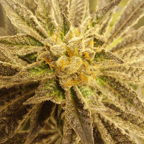 Wedding cake growlog timeline photo