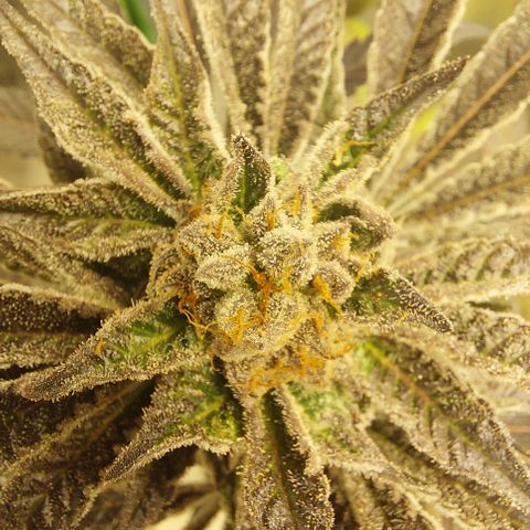 Wedding cake growlog timeline photo