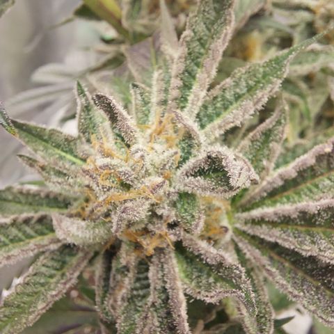 Wedding cake growlog timeline photo