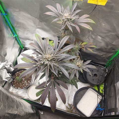 Wedding cake growlog timeline photo