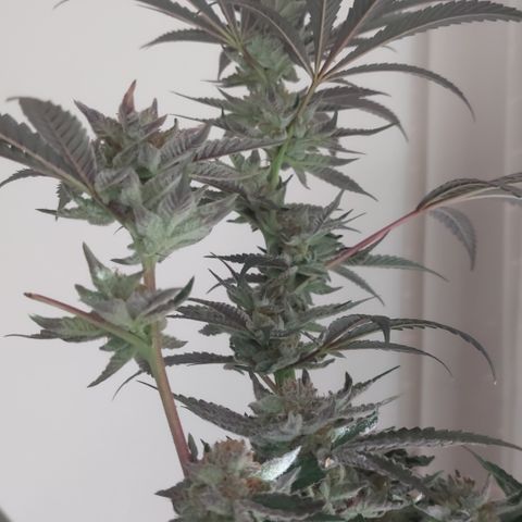 Wedding cake growlog timeline photo