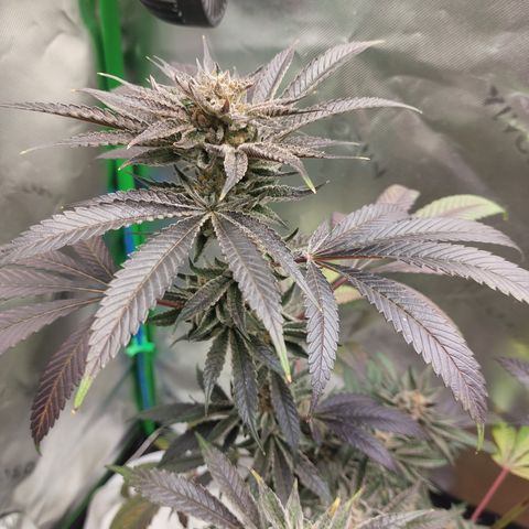 Wedding cake growlog timeline photo