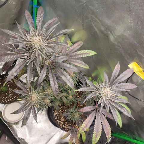 Wedding cake growlog timeline photo