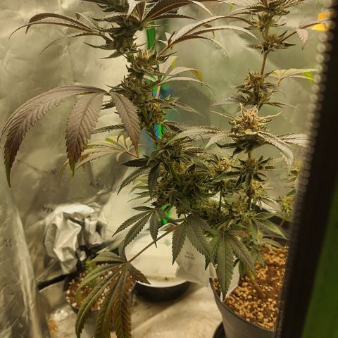 Wedding cake growlog timeline photo