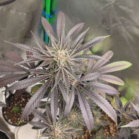 Wedding cake growlog timeline photo