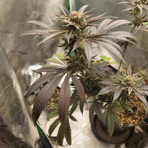 Wedding cake growlog timeline photo