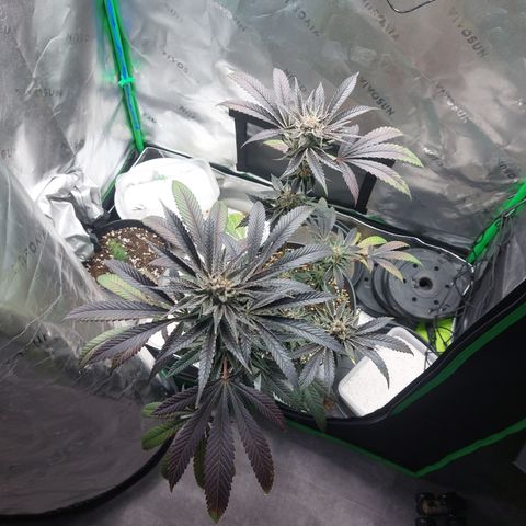 Wedding cake growlog timeline photo