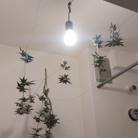 Wedding cake growlog timeline photo