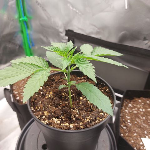 Melonade Runtz growlog timeline photo