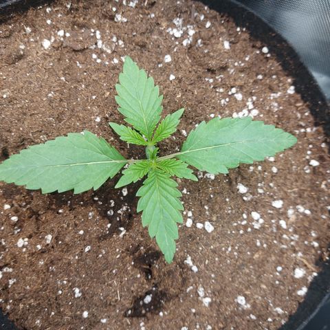 Forbidden Fruit Punch #1 growlog timeline photo