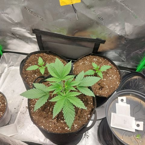 Melonade Runtz growlog timeline photo