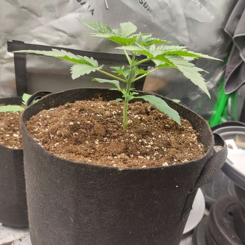 Melonade Runtz growlog timeline photo