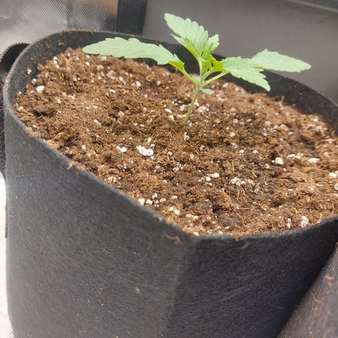 Forbidden Fruit Punch #2 growlog timeline photo