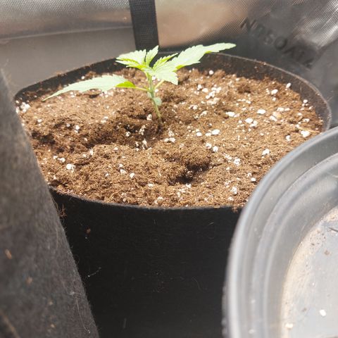 Forbidden Fruit Punch #1 growlog timeline photo