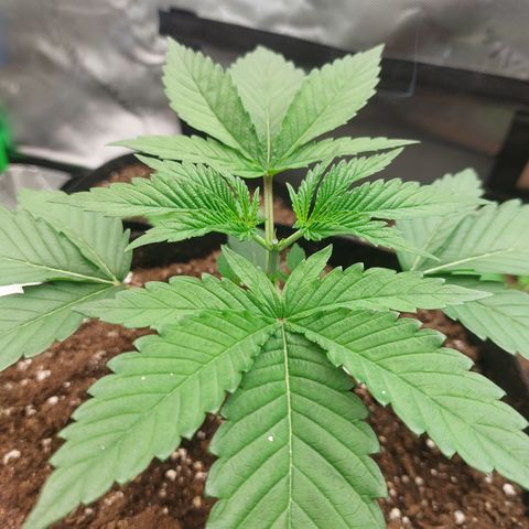 Melonade Runtz growlog timeline photo