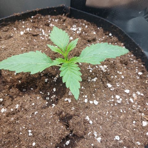 Forbidden Fruit Punch #2 growlog timeline photo