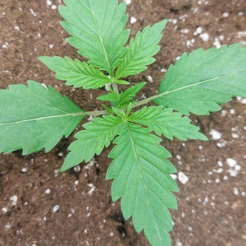 Forbidden Fruit Punch #1 growlog timeline photo