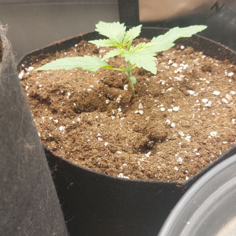 Forbidden Fruit Punch #2 growlog timeline photo