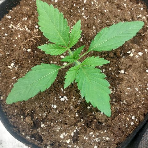 Forbidden Fruit Punch #2 growlog timeline photo