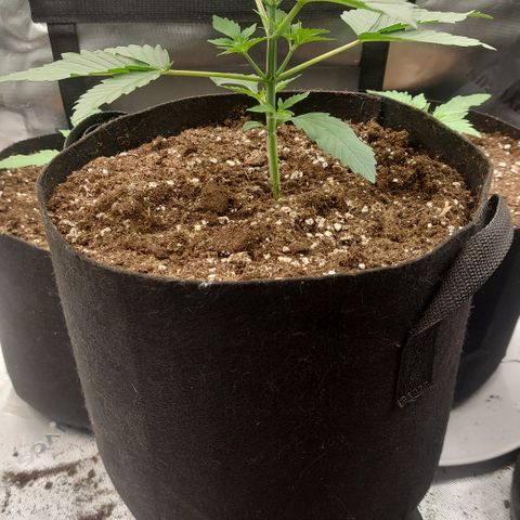 Melonade Runtz growlog timeline photo