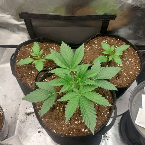 Melonade Runtz growlog timeline photo