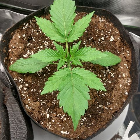 Forbidden Fruit Punch #1 growlog timeline photo