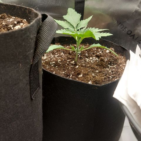 Forbidden Fruit Punch #2 growlog timeline photo