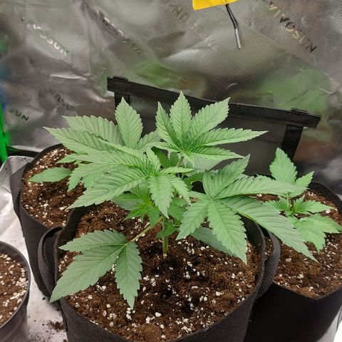 Melonade Runtz growlog timeline photo