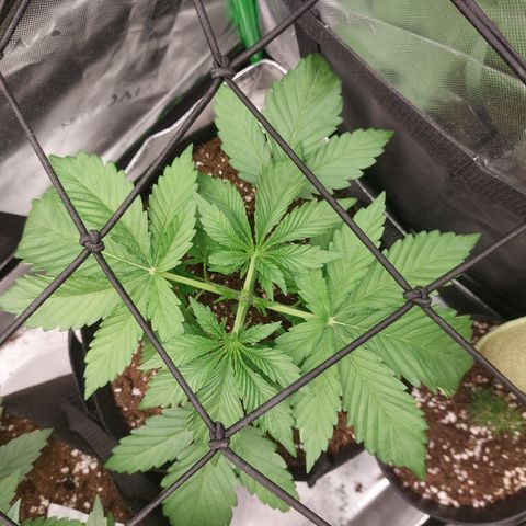 Forbidden Fruit Punch #2 growlog timeline photo