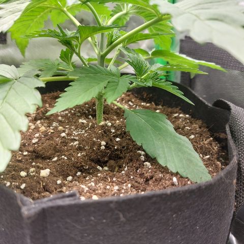 Forbidden Fruit Punch #2 growlog timeline photo