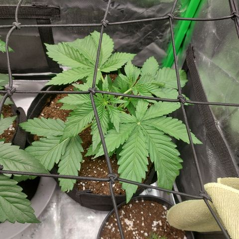 Forbidden Fruit Punch #2 growlog timeline photo