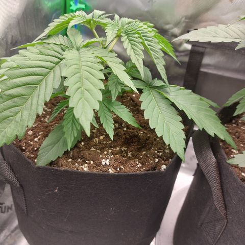 Forbidden Fruit Punch #1 growlog timeline photo