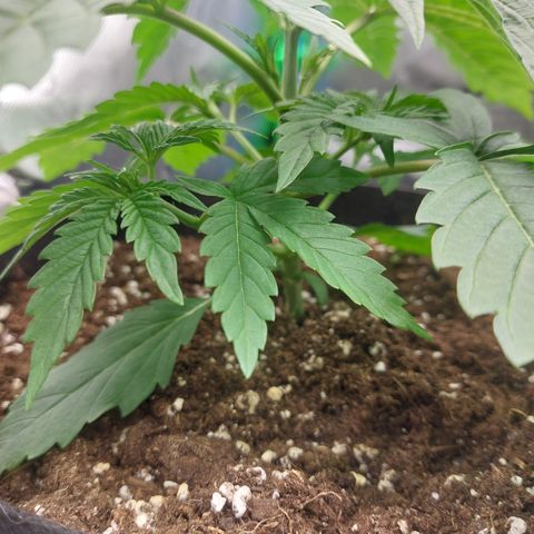 Forbidden Fruit Punch #1 growlog timeline photo