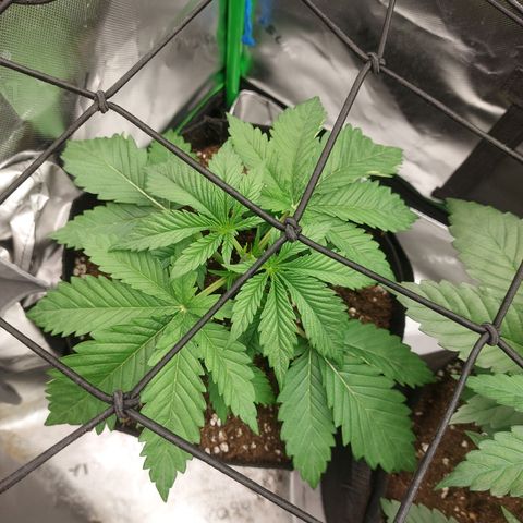 Forbidden Fruit Punch #1 growlog timeline photo