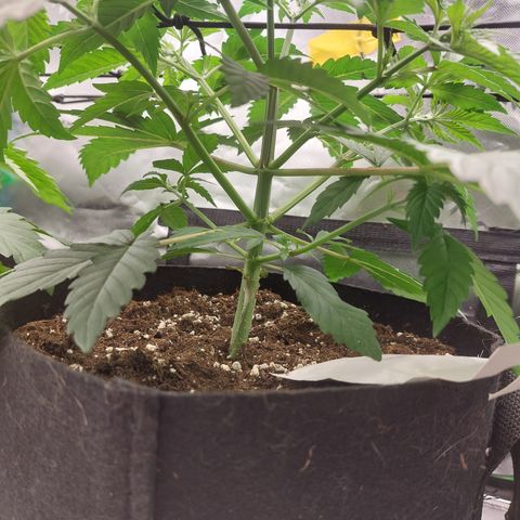 Melonade Runtz growlog timeline photo