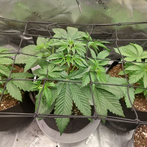 Melonade Runtz growlog timeline photo