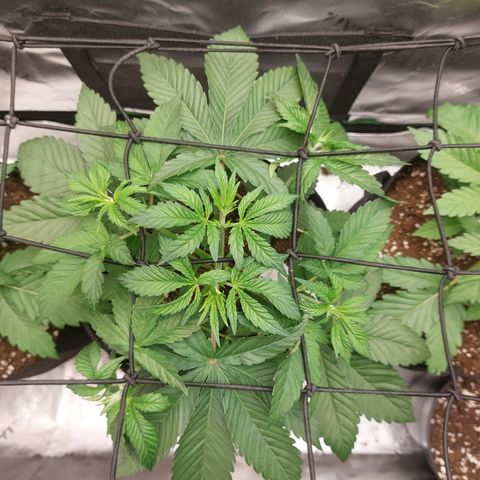Melonade Runtz growlog timeline photo