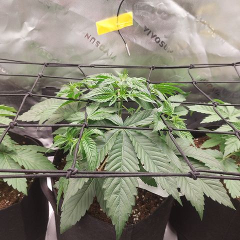Melonade Runtz growlog timeline photo