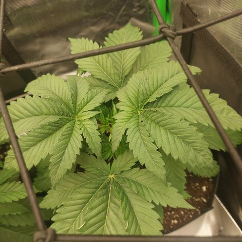 Forbidden Fruit Punch #2 growlog timeline photo