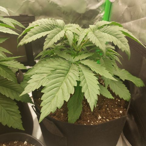 Forbidden Fruit Punch #2 growlog timeline photo