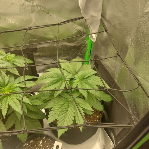 Forbidden Fruit Punch #2 growlog timeline photo