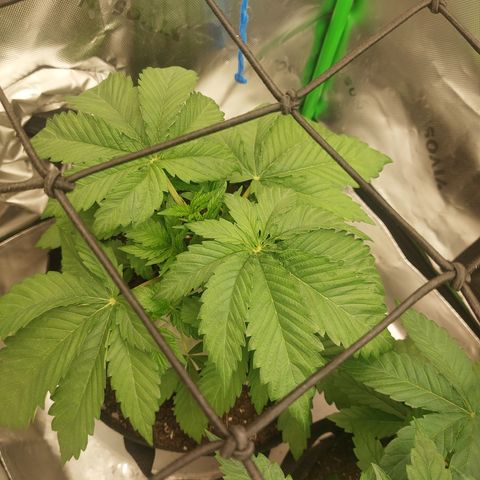 Forbidden Fruit Punch #1 growlog timeline photo