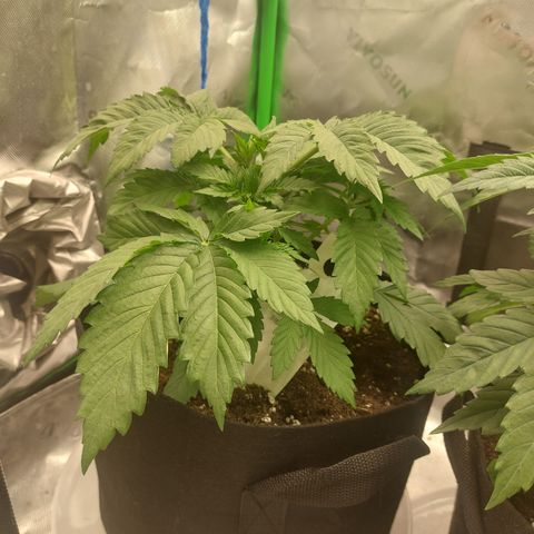Forbidden Fruit Punch #1 growlog timeline photo