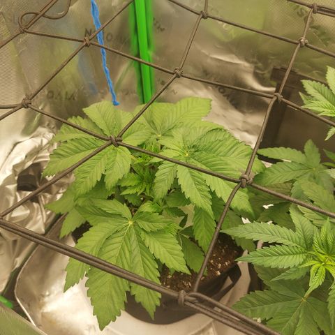 Forbidden Fruit Punch #1 growlog timeline photo