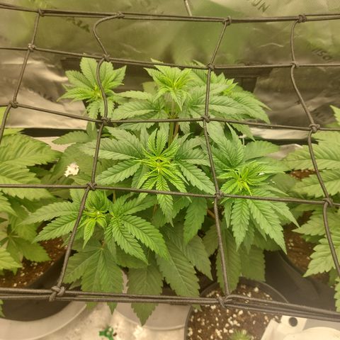 Melonade Runtz growlog timeline photo