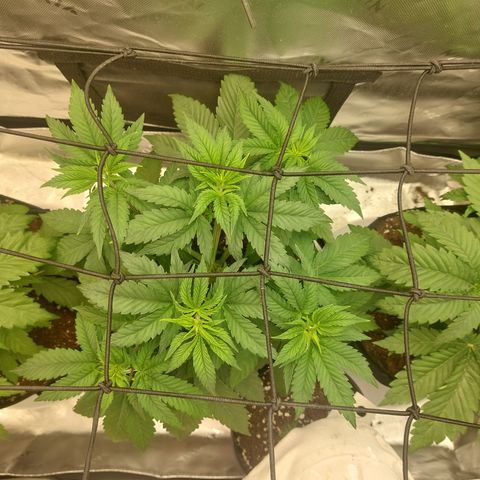 Melonade Runtz growlog timeline photo