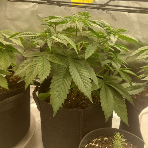 Melonade Runtz growlog timeline photo
