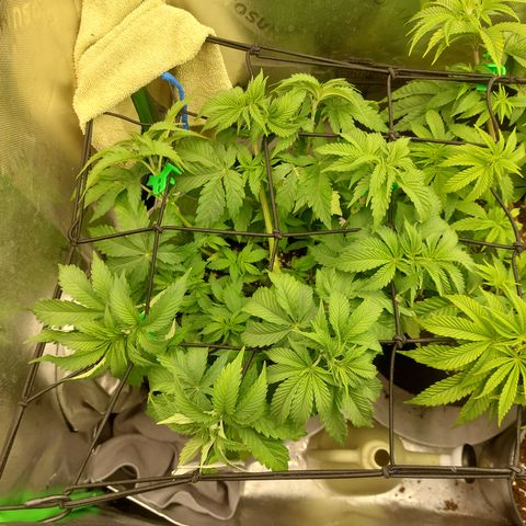 Forbidden Fruit Punch #1 growlog timeline photo