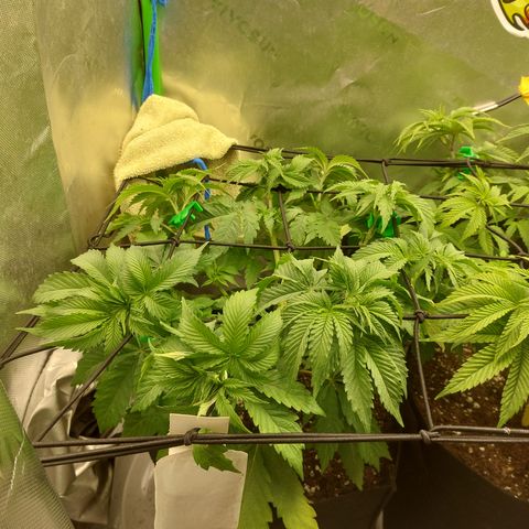 Forbidden Fruit Punch #1 growlog timeline photo